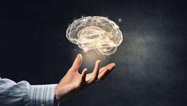 成體神經(jīng)干細胞小生境的構(gòu)造